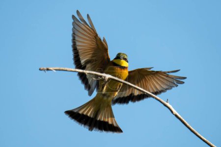 Little bee-eater touches down on dead branch