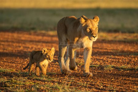 Lioness walking along gravel airstrip by cub