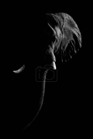 Photo for Mono African bush elephant against dark background - Royalty Free Image