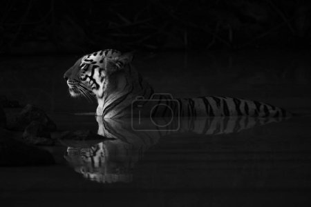 Mono Bengal tiger lying in shadowy waterhole