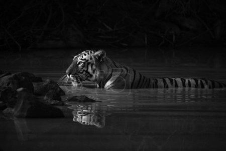 Mono Bengal tiger with catchlight in waterhole