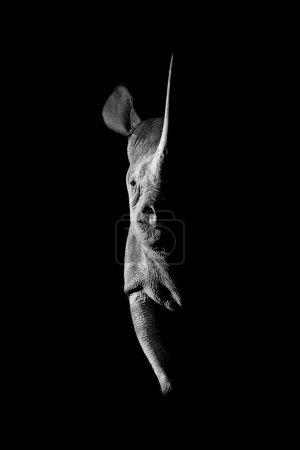 Téléchargez les photos : Mono rhino noir éclairé latéralement regardant vers la caméra - en image libre de droit
