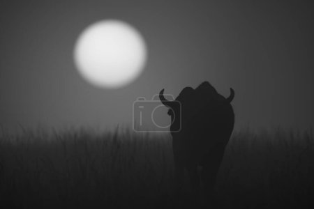 Mono buffalo walks towards sunrise in grass