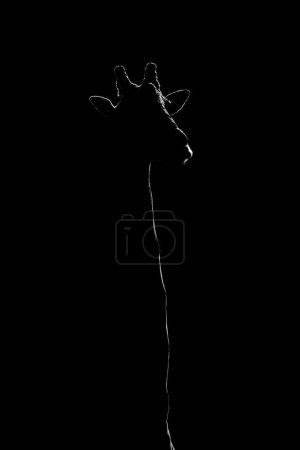 Mono-Nahaufnahme einer Giraffe vor schwarzem Hintergrund