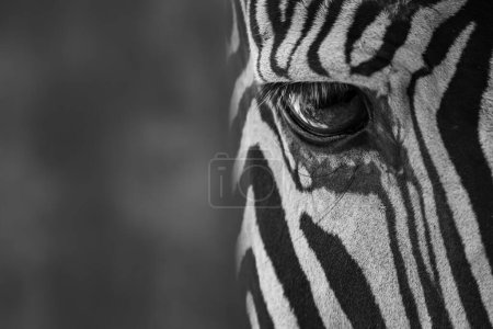 Mono-Nahaufnahme des Auges eines fettigen Zebras