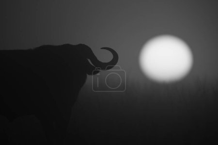 Téléchargez les photos : Mono gros plan de la silhouette de buffle au lever du soleil - en image libre de droit