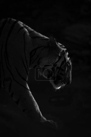 Mono close-up of tiger walking in darkness