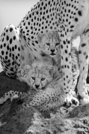 Mono cubs lie on mound under cheetah