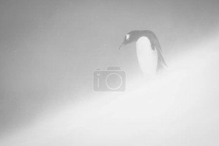 Téléchargez les photos : Mono gentoo pingouin se tient regardant en bas de la pente - en image libre de droit