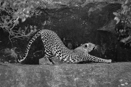 Mono leopard between bushes on rocky ledge