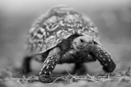 Mono leopard tortoise crossing grass towards camera