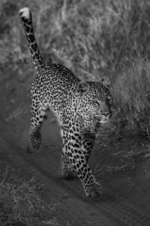 Mono-Leopard läuft im Gras entlang