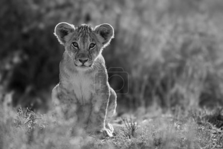 Mono lion cub in grass facing camera