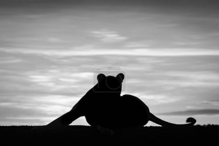 Foto de Mono leona acostada silueta al amanecer estiramiento - Imagen libre de derechos