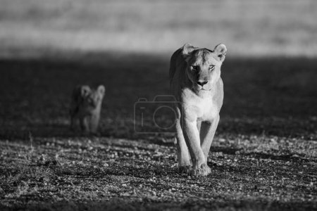 Mono-Löwin läuft mit Jungtier über Landebahn