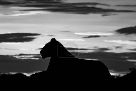 Silhouette mono-lionne de profil au lever du soleil