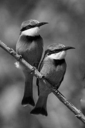 Mono little bee-eaters with catchlights on branch