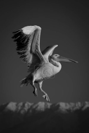 Mono pelican flies past mountains at dawn
