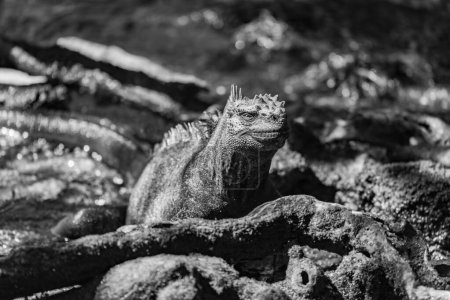 Mono marine iguana among roots facing camera