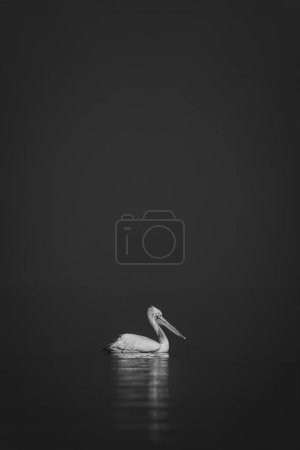 Mono pelican floats on calm blue lake