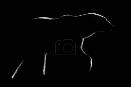 Photo for Mono polar bear lifts paw in darkness - Royalty Free Image