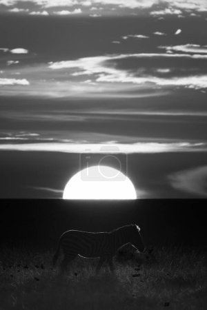 Mono Plains Zebrastreifen Savanne bei Sonnenuntergang