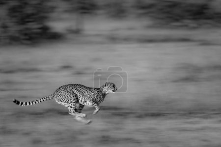 Mono slow pan of cheetah crossing grassland
