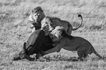 Téléchargez les photos : Mono trois lions mâles abattent le buffle - en image libre de droit