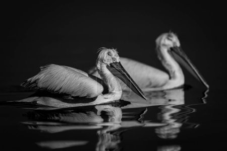 Zwei Pelikane schwimmen Seite an Seite über den See