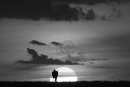 Mono wildebeest silhouetted against sun on horizon
