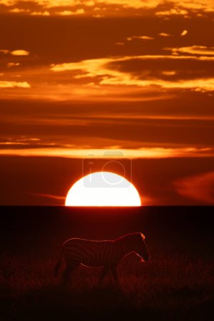 Plains zebra crosses savannah silhouetted at sunset