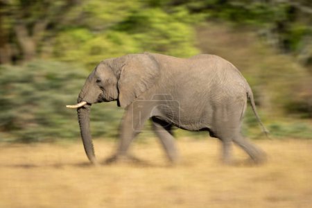 Sartén lenta de elefante africano andando
