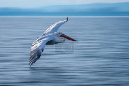 Langsame Durchquerung der Lagune durch dalmatinische Pelikane