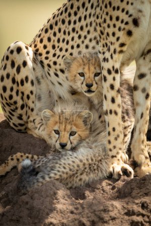 Zwei Junge liegen auf Erdhügel unter Geparden