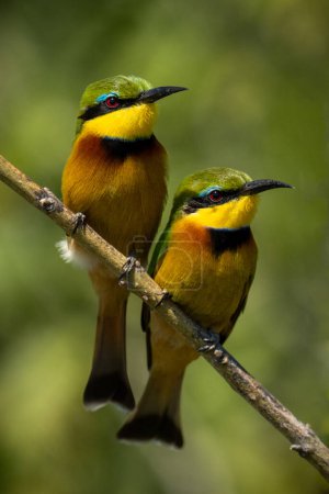Two little bee-eaters with catchlights on branch