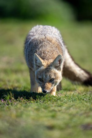 Close-up of South American gray fox smelling