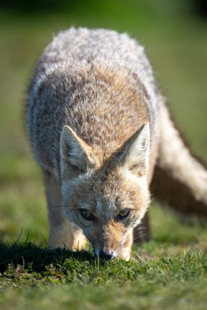 Close-up of South American gray fox sniffing