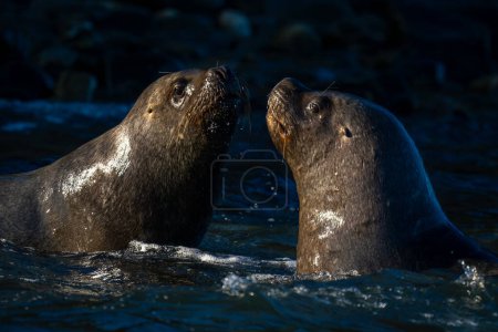 Close-up of South American sea lions playing