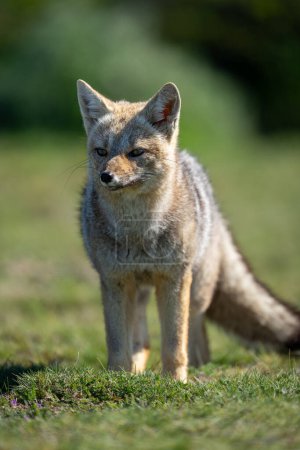Close-up of South American gray fox staring