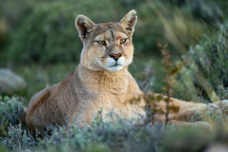 Großaufnahme von Puma, der auf Buschland liegt und starrt