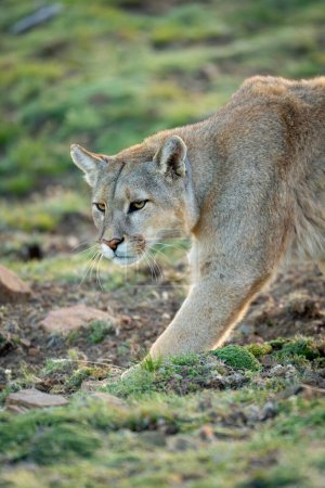 Foto de Primer plano de puma caminando por pendiente cubierta de hierba - Imagen libre de derechos