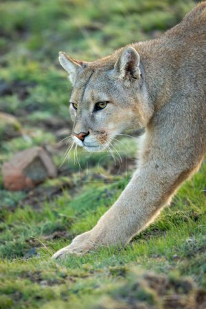 Close-up of puma walking with leg extended