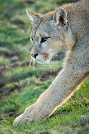 Close-up of puma walking with foreleg extended