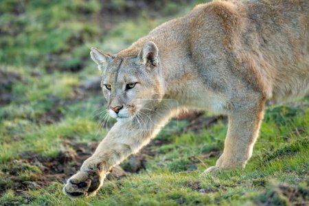 Close-up of puma walking with lifted foot