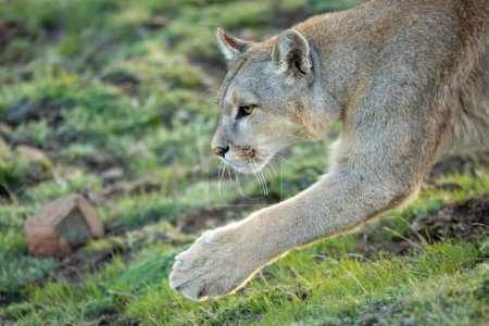 Close-up of puma walking with paw extended