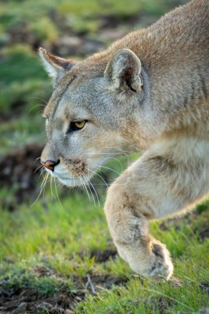 Close-up of puma walking with paw raised