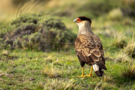 Crested caracara on short grass turning head