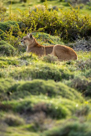 Foto de Puma femenina se encuentra en los arbustos en el sol - Imagen libre de derechos