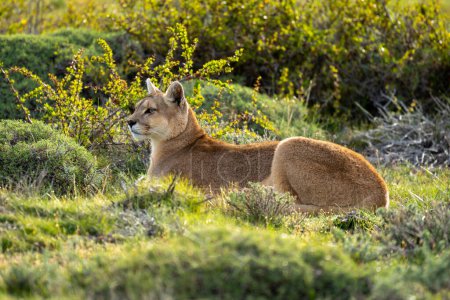 Weiblicher Puma liegt im Gebüsch im Buschland
