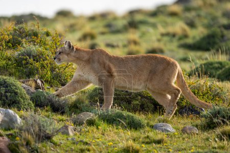 Puma femelle passant devant les buissons sur la garrigue